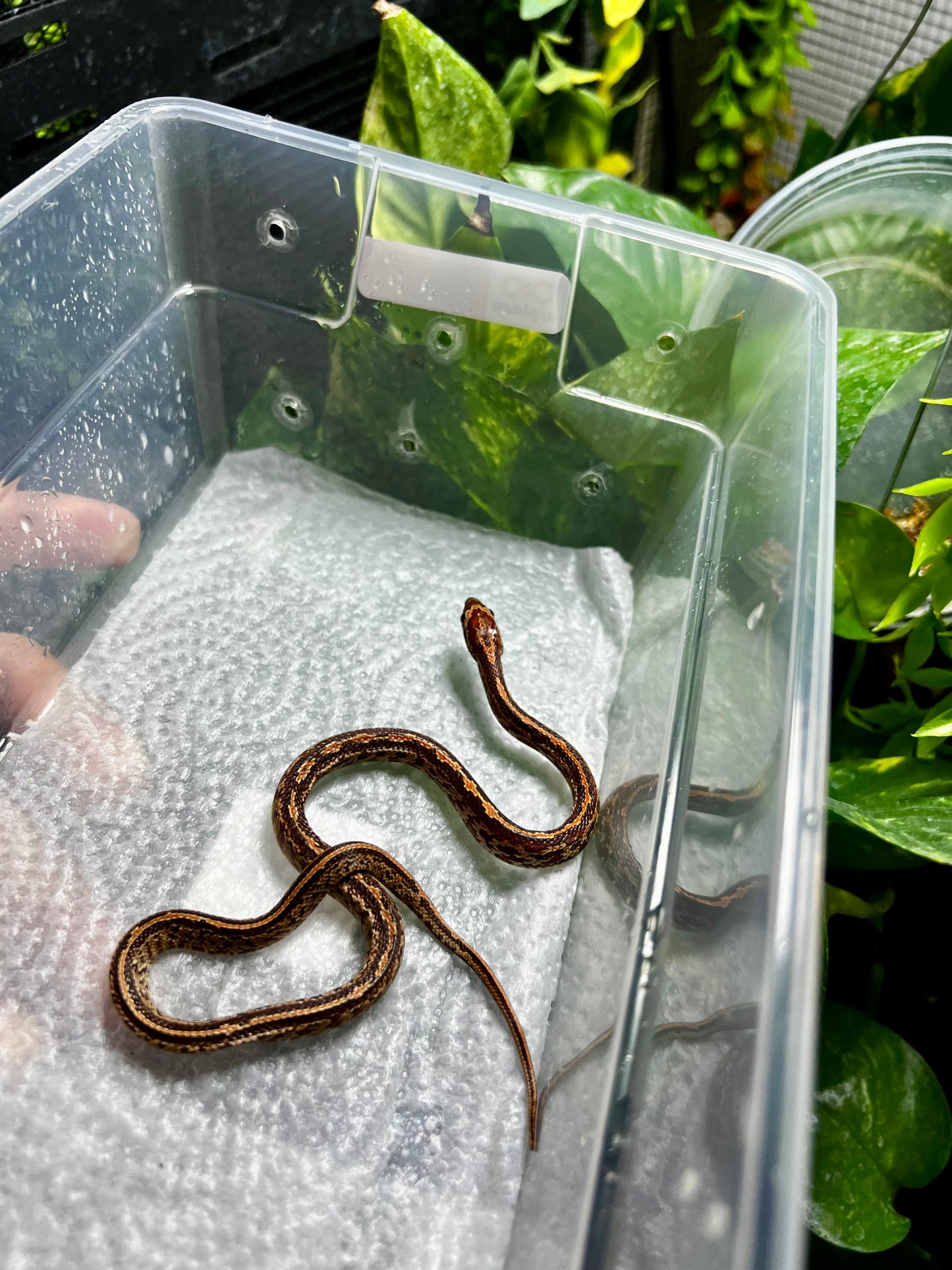SERPIENTE MAICERA TESSERA HEMBRA 18