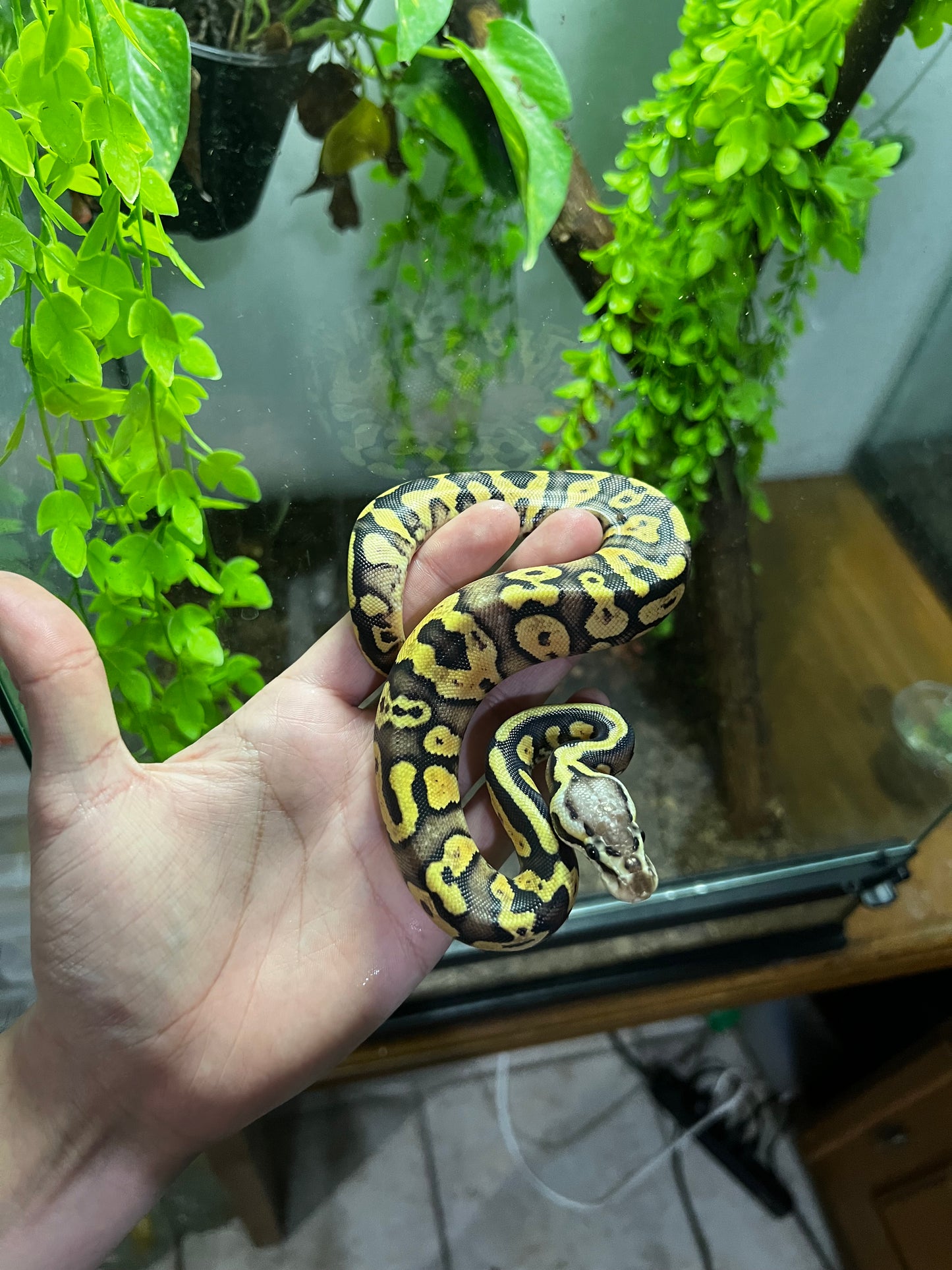 PASTEL YB HET CLOWN HEMBRA 74