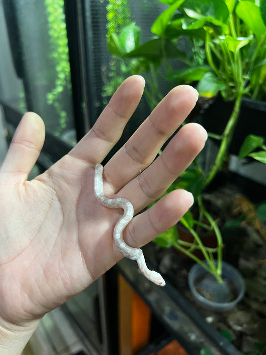 SERPIENTE MAICERA SNOW HEMBRA 44