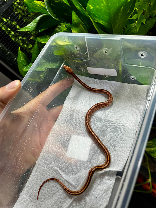 SERPIENTE MAICERA TESSERA MACHO 10