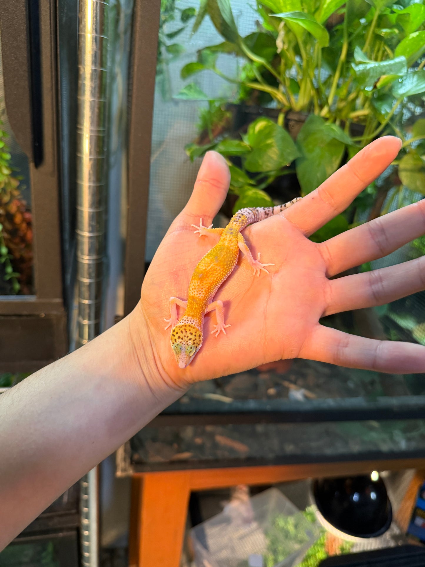 GECKO LEOPARDO ECLIPSE HET TYPHOON 111