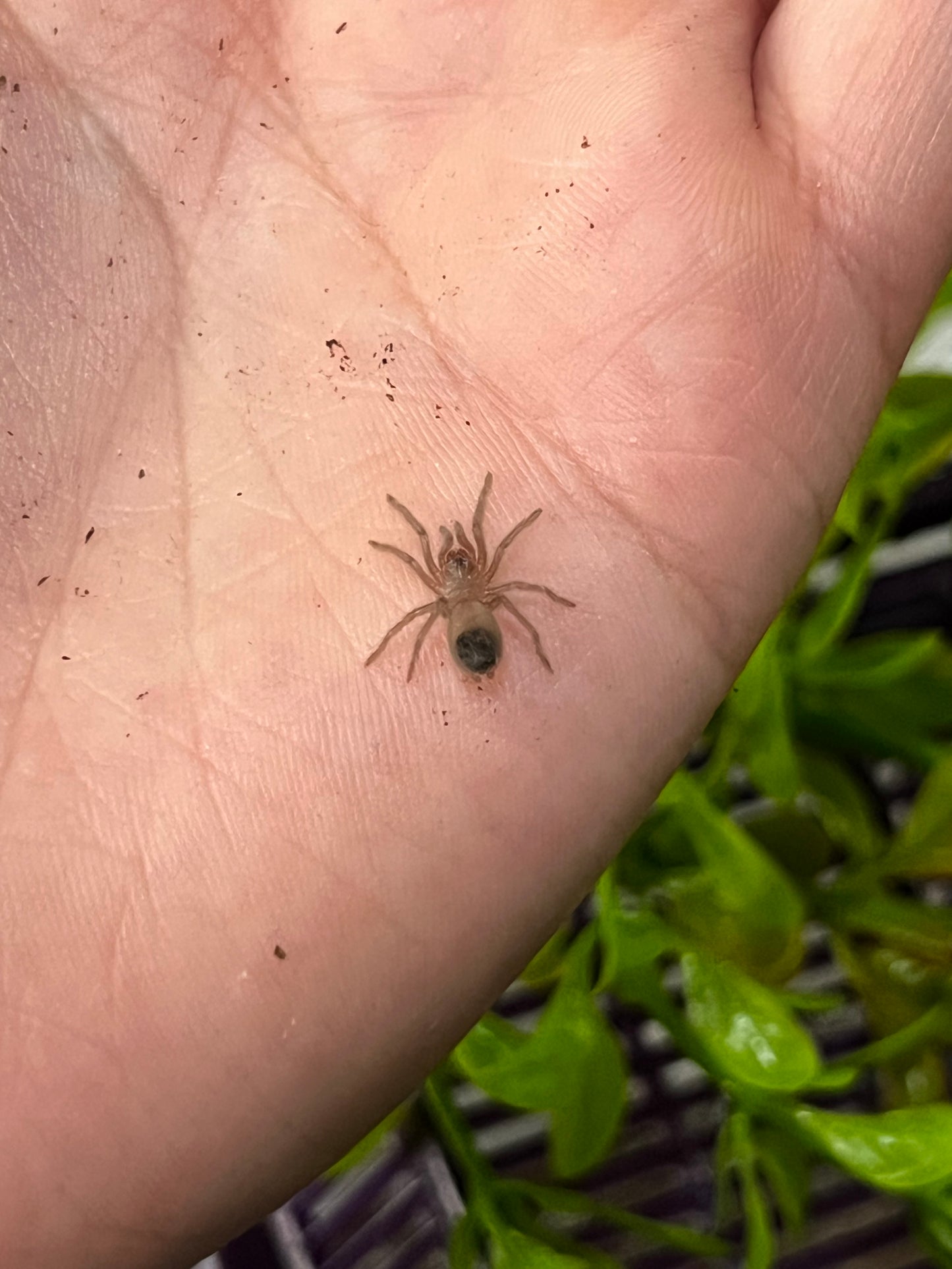 Ling de tarántula de pelo rizado (Tliltocatl albopilosus) anexo última foto de un ejemplar adulto