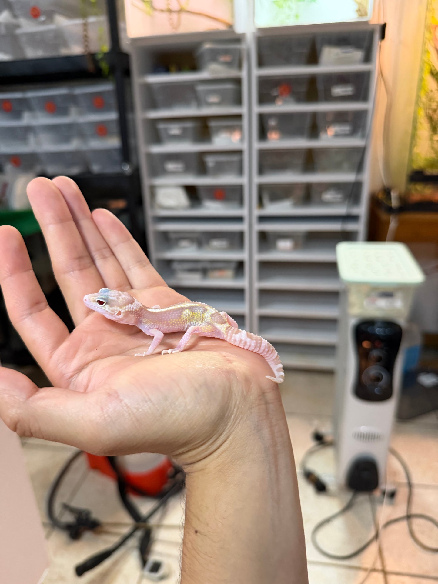 GECKO LEOPARDO MACK SNOW RAPTOR MACHO 051