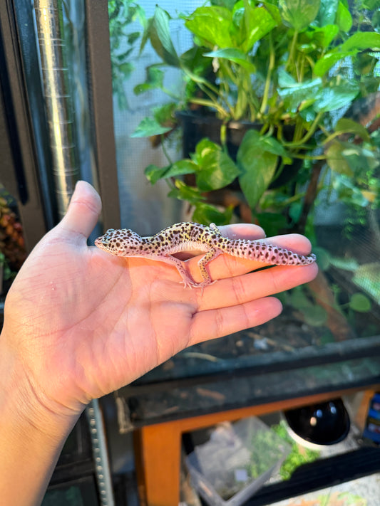 GECKO LEOPARDO MACK SNOW PH BELL/BLIZZARD 119