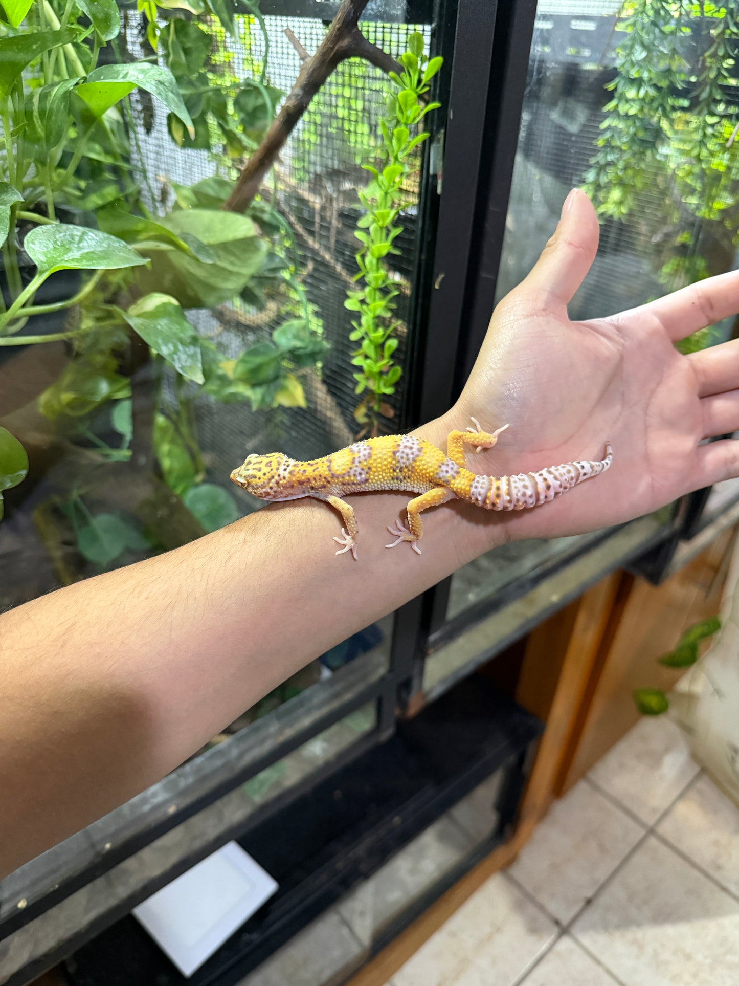 Gecko leopardo BELL HET WK 38