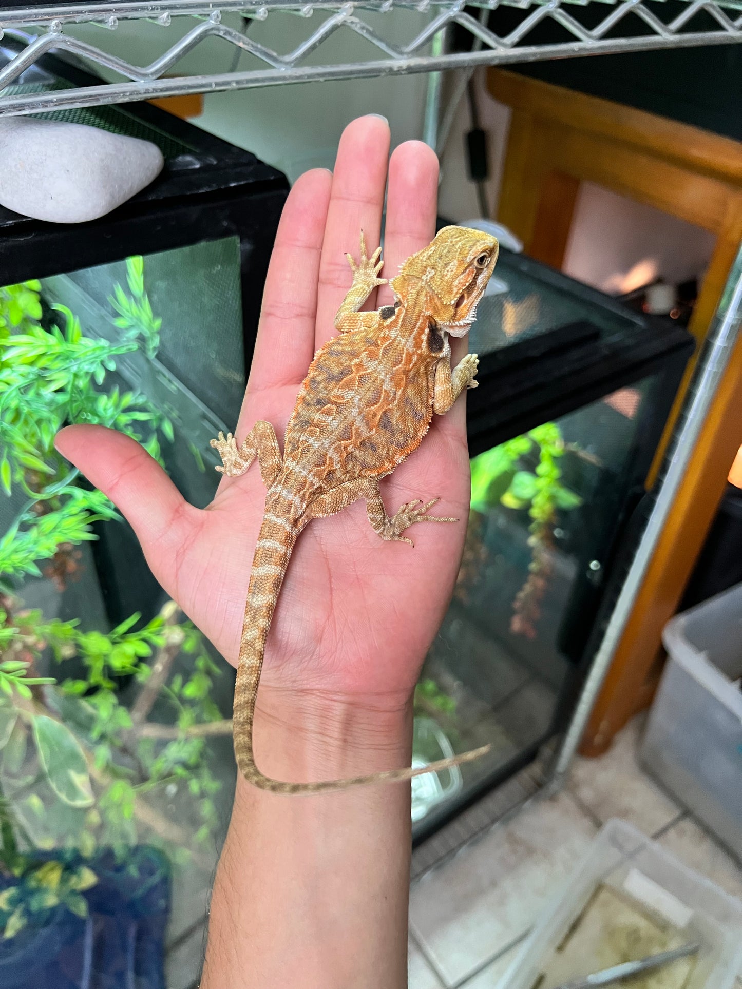 Dragón barbudo leatherback hypo 8