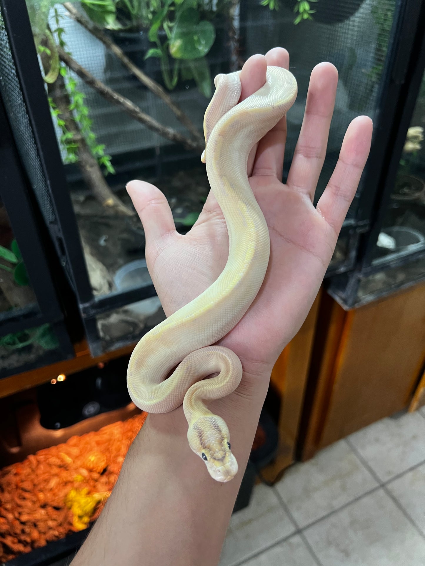 IVORY MACHO HET CLOW 80