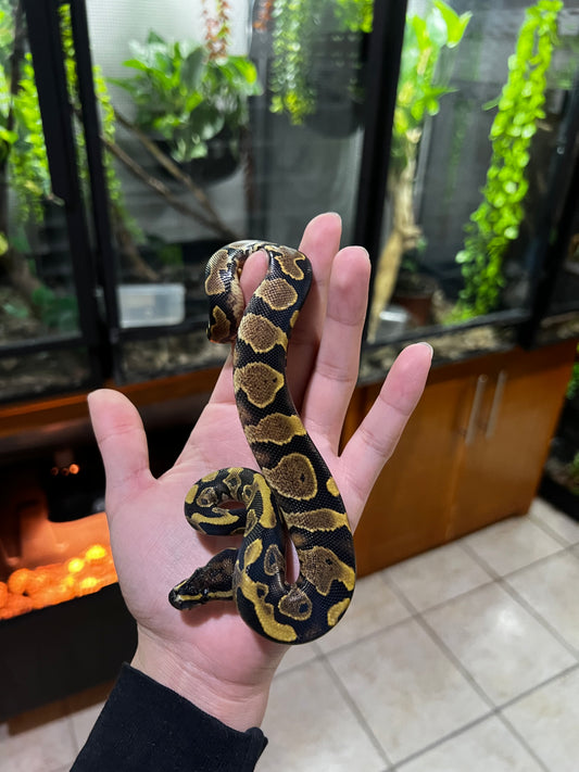 YELLOW BELLY MACHO 66