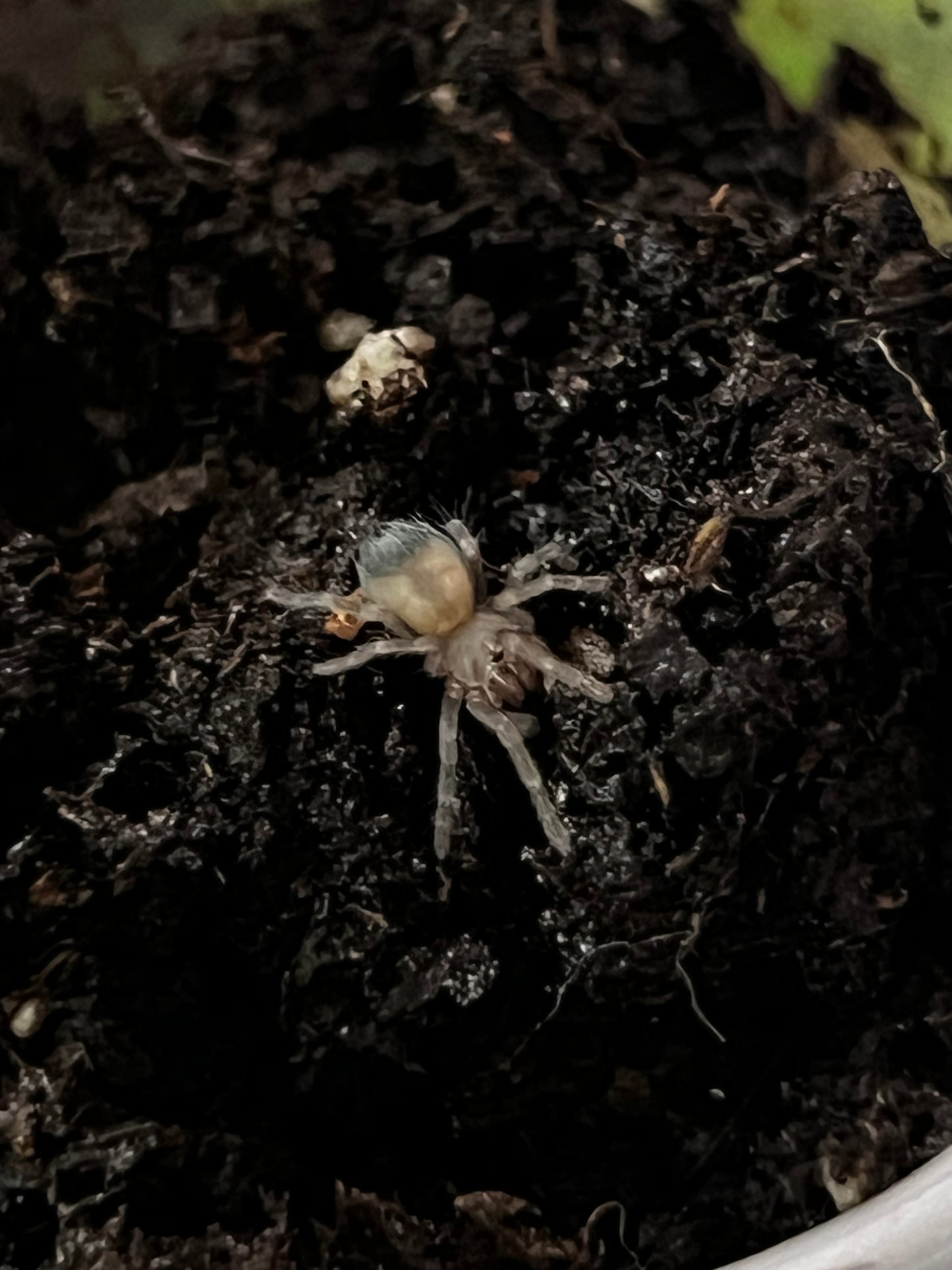 Ling de tarántula rodillas de fuego (Brachypelma auratum) anexo última foto de ejemplar adulto