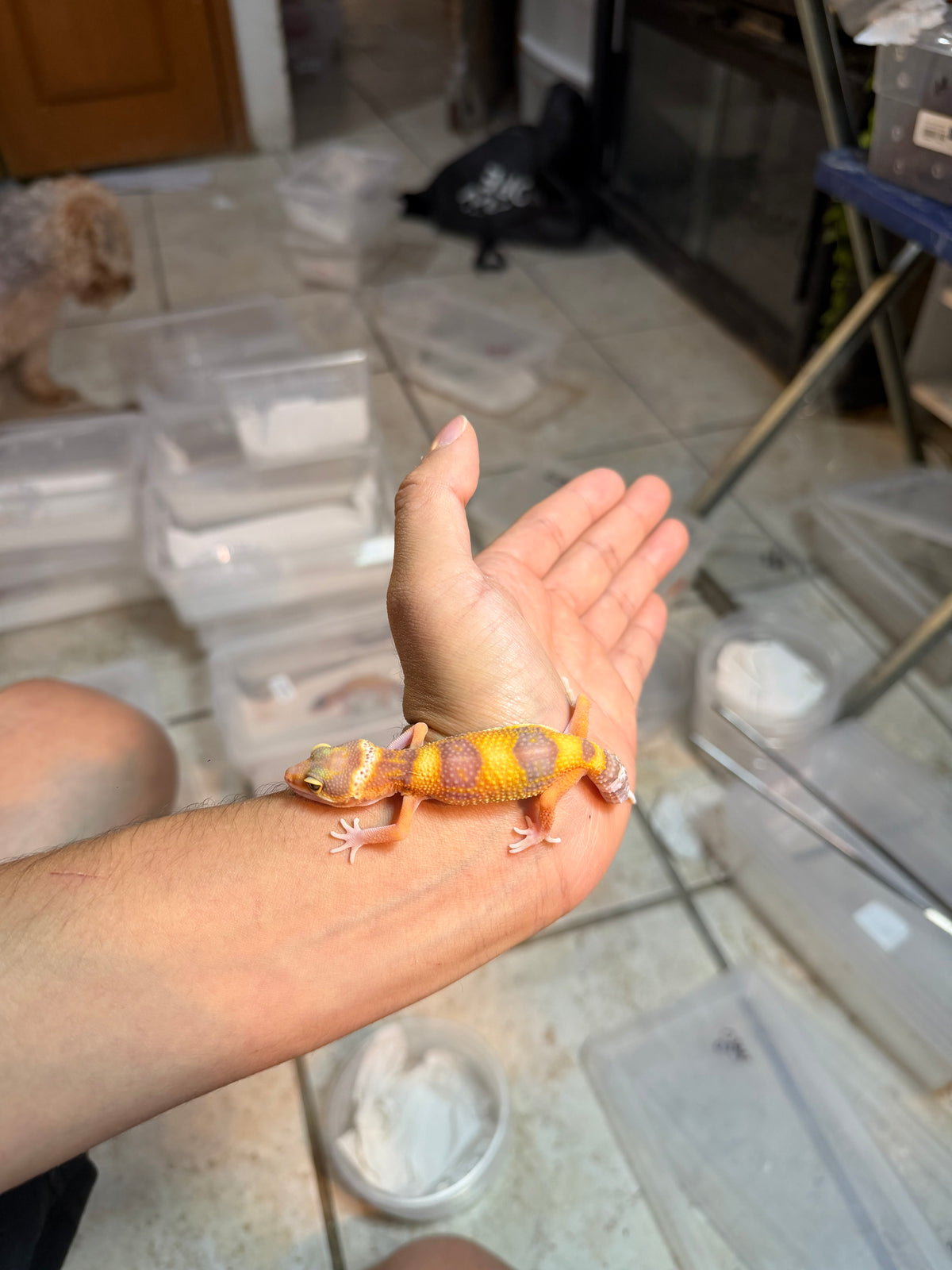GECKO LEOPARDO RAINWATER HET TYPHOON INCUBADO PARA HEMBRA 197