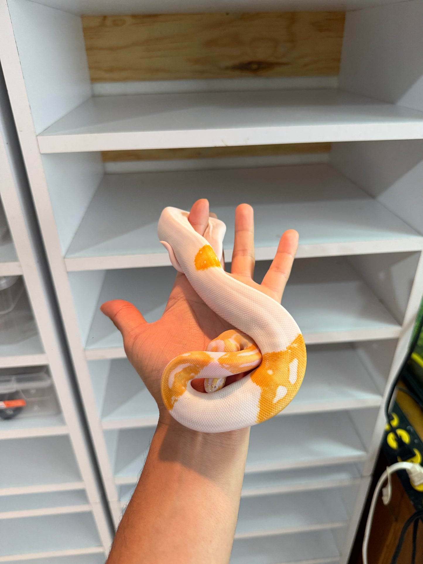 PITÓN BOLA ALBINO PIED