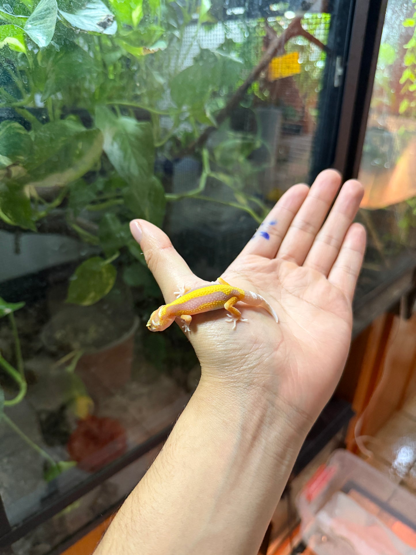 GECKO LEOPARDO TANGERINE TREMPER REVERSE STRIPE 63