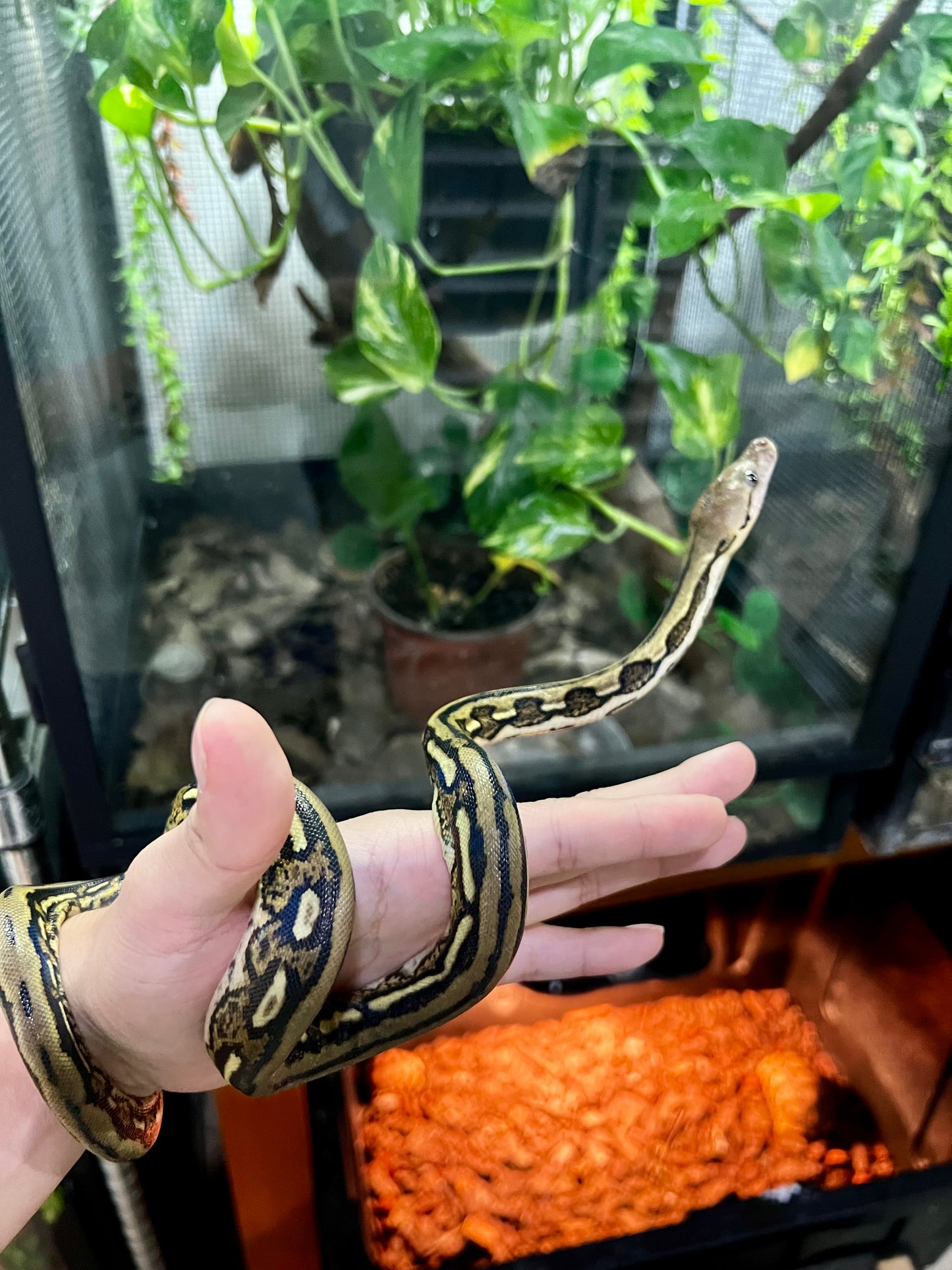 PITON RETICULADA TIGER 100% HET PIED HEMBRA 50cm aprox. 04-06