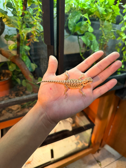 DRAGÓN BARBUDO LEATHERBACK 9 (PUNTA DE COLA MORDIDA, LE VOLVERÁ A CRECER)