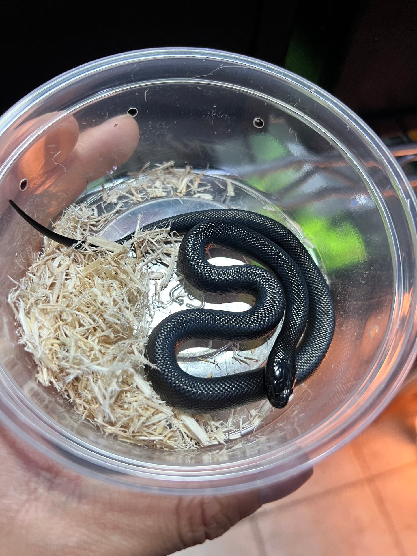 REY NEGRA MEXICANA CBB 44