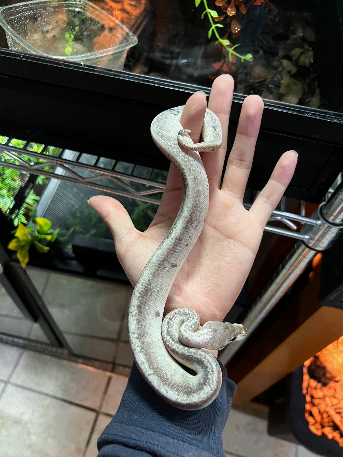 CINNAMON BLACK PASTEL FIRE MACHO 40