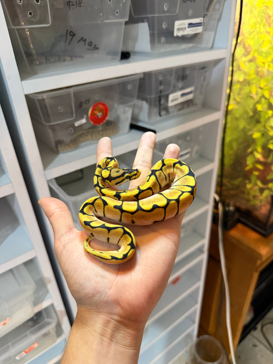 PITÓN BOLA SPIDER ENCHI ORANGE DREAM MACHO HET PIED 11-11