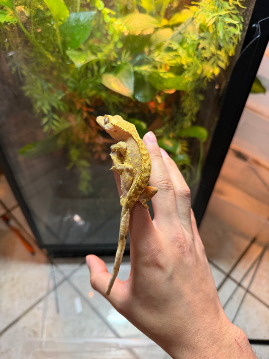 GECKO CRESTADO YELLOW HARLEQUIN JUVENIL 3