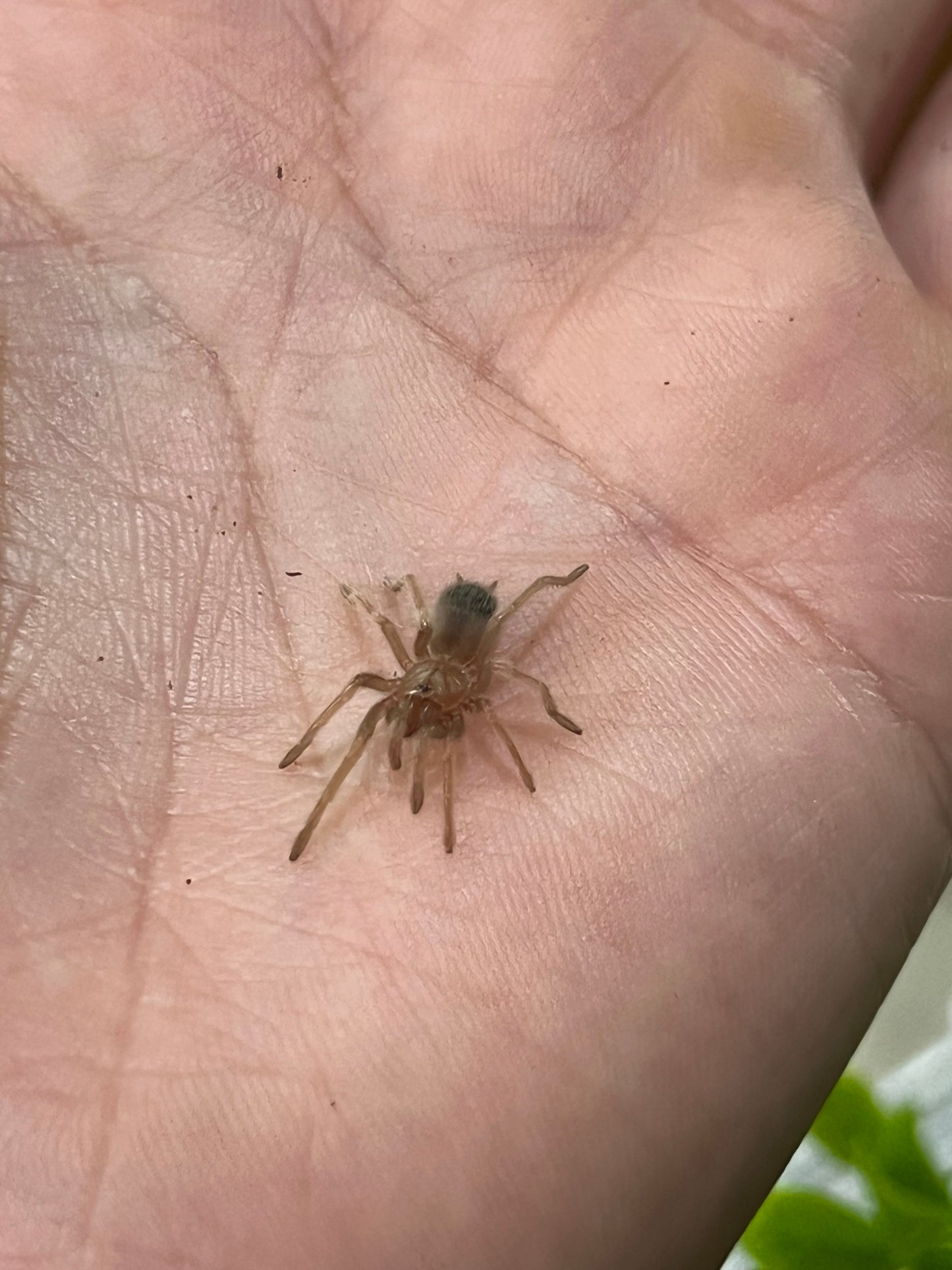 Ling de tarántula rodillas rojas (brachypelma hamorii) anexo última foto de ejemplar adulto