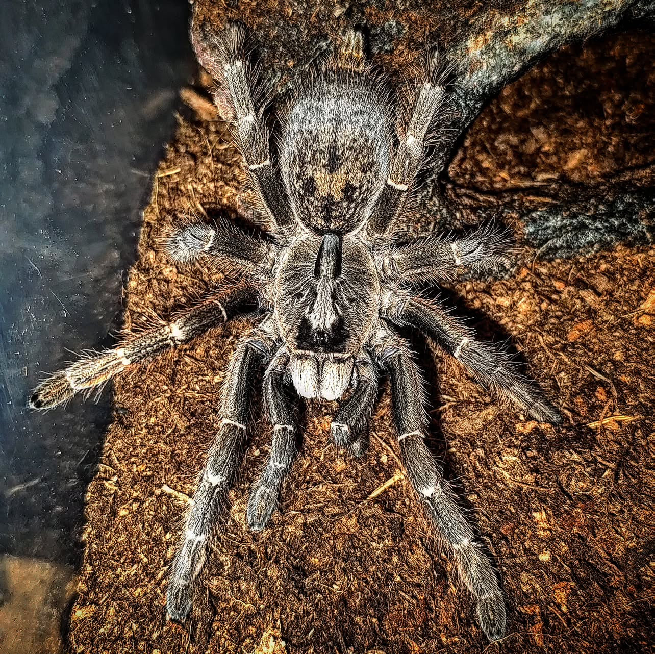 Ling de tarántula cornuda africana(ceratogyrus darlingi) anexo última foto de un ejemplar adulto