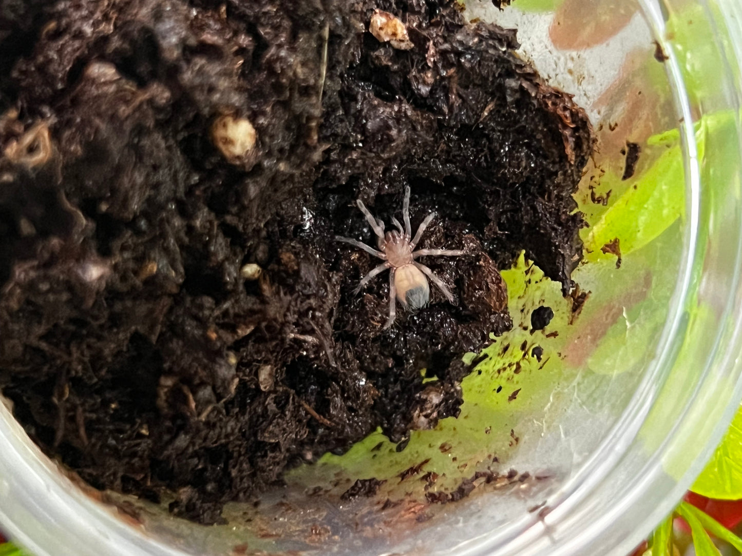 Ling de tarántula rodillas de fuego (Brachypelma auratum) anexo última foto de ejemplar adulto