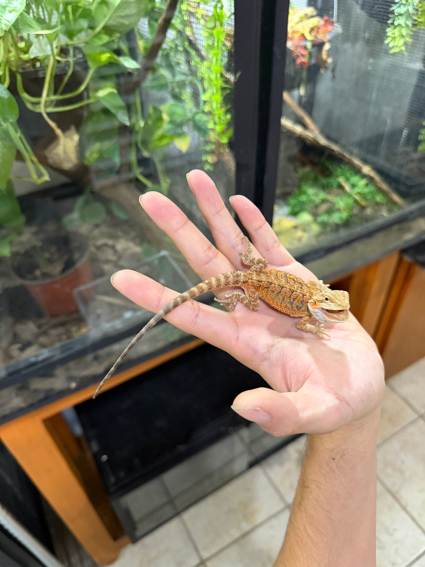 DRAGÓN BARBUDO ROJIZO JUVENIL 7