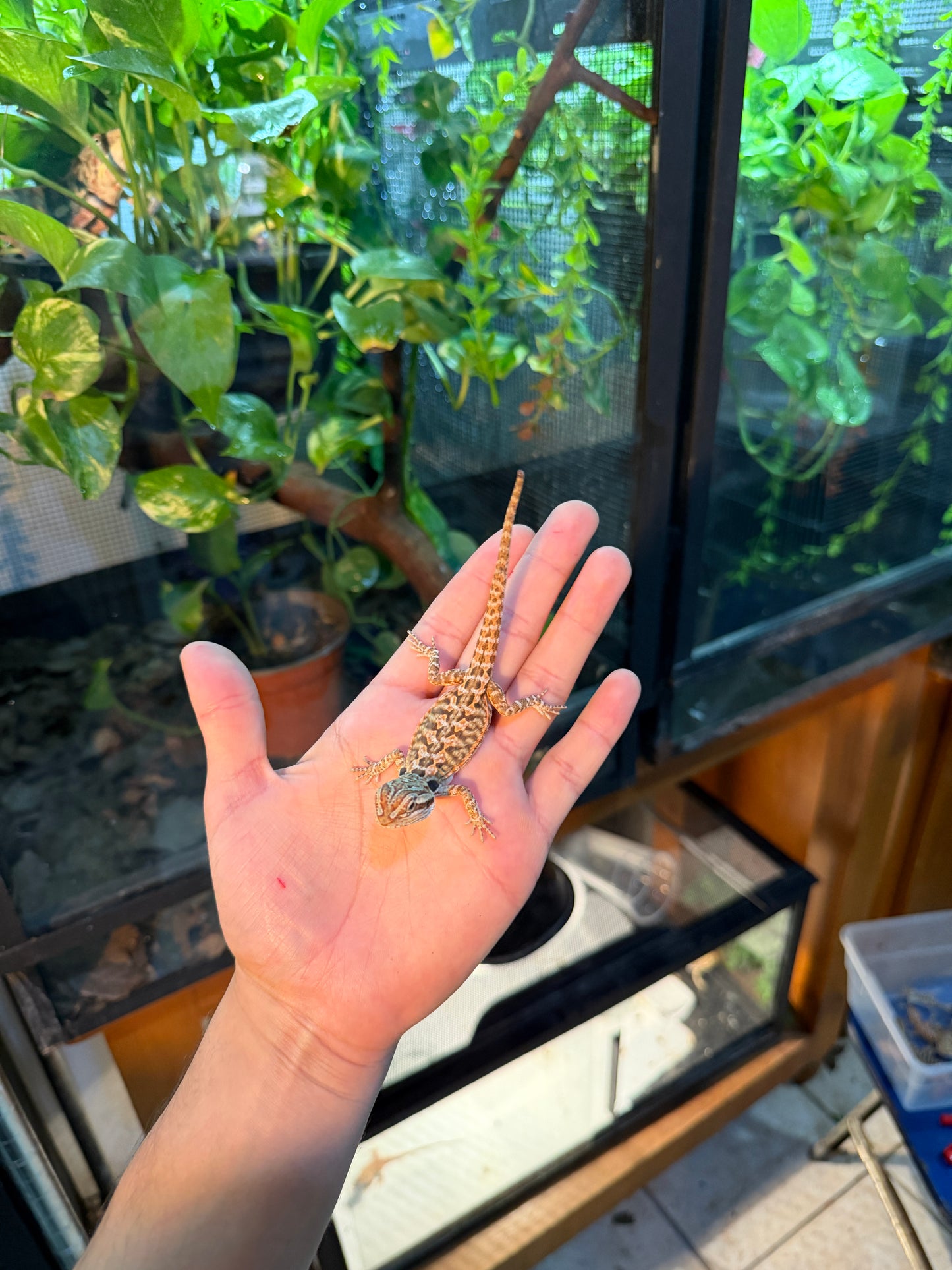 DRAGÓN BARBUDO HYPO LEATHERBACK 17 (PUNTA DE COLA MORDIDA, LE VOLVERÁ A CRECER)