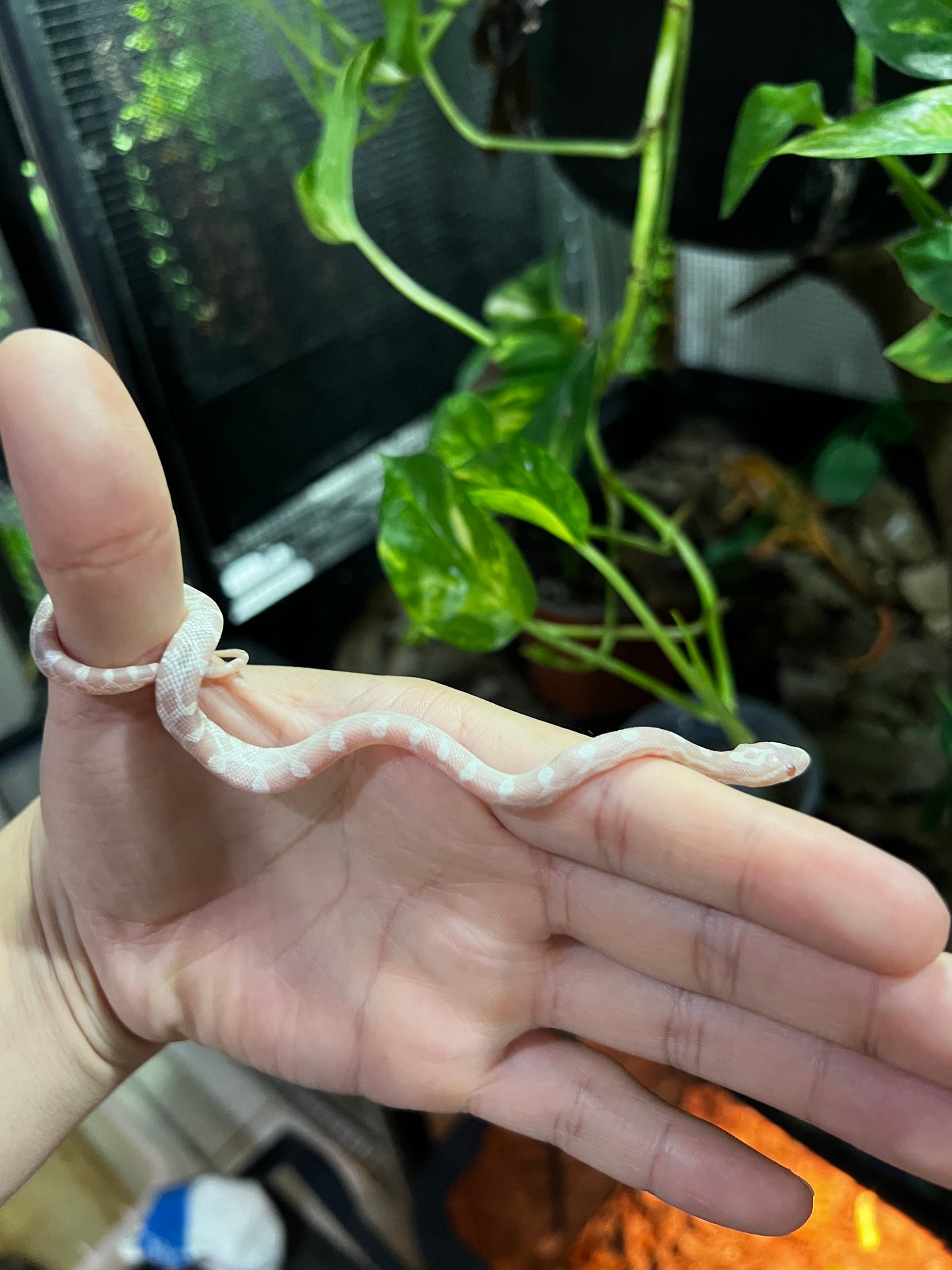 SERPIENTE MAICERA SNOW HEMBRA 49
