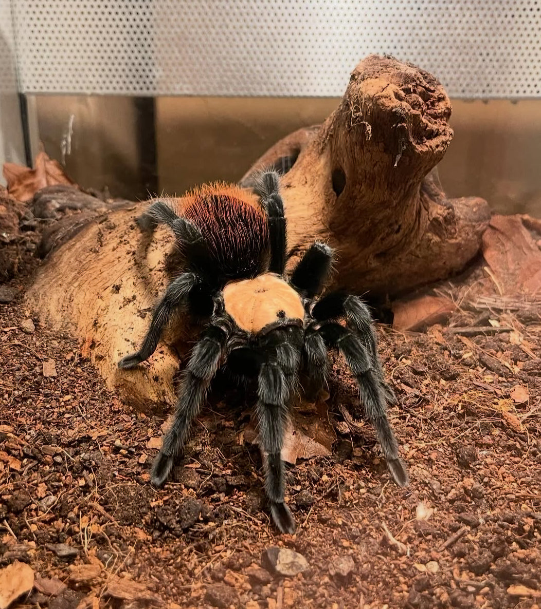 Ling de tarántula mexicana dorada (brachypelma albiceps) anexo última foto de un ejemplar adulto