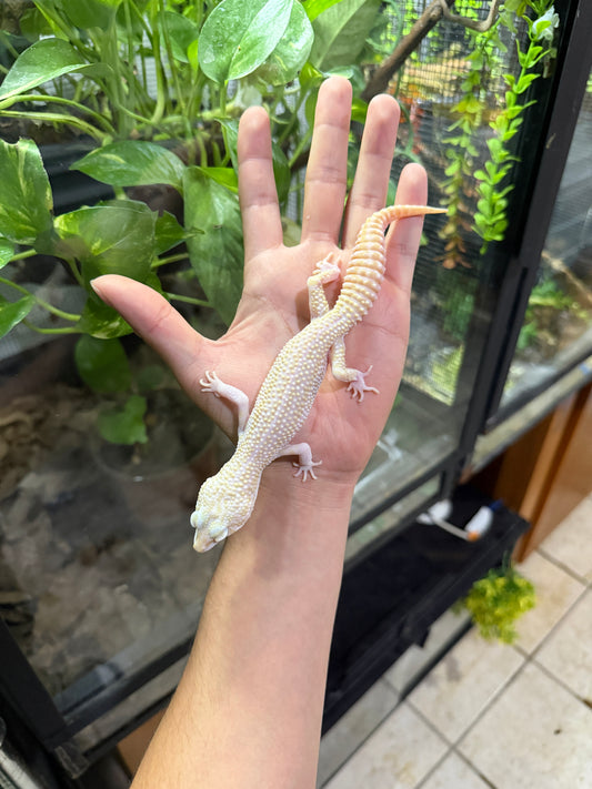GECKO LEOPARDO W&Y super snow tremper het eclipse macho 1