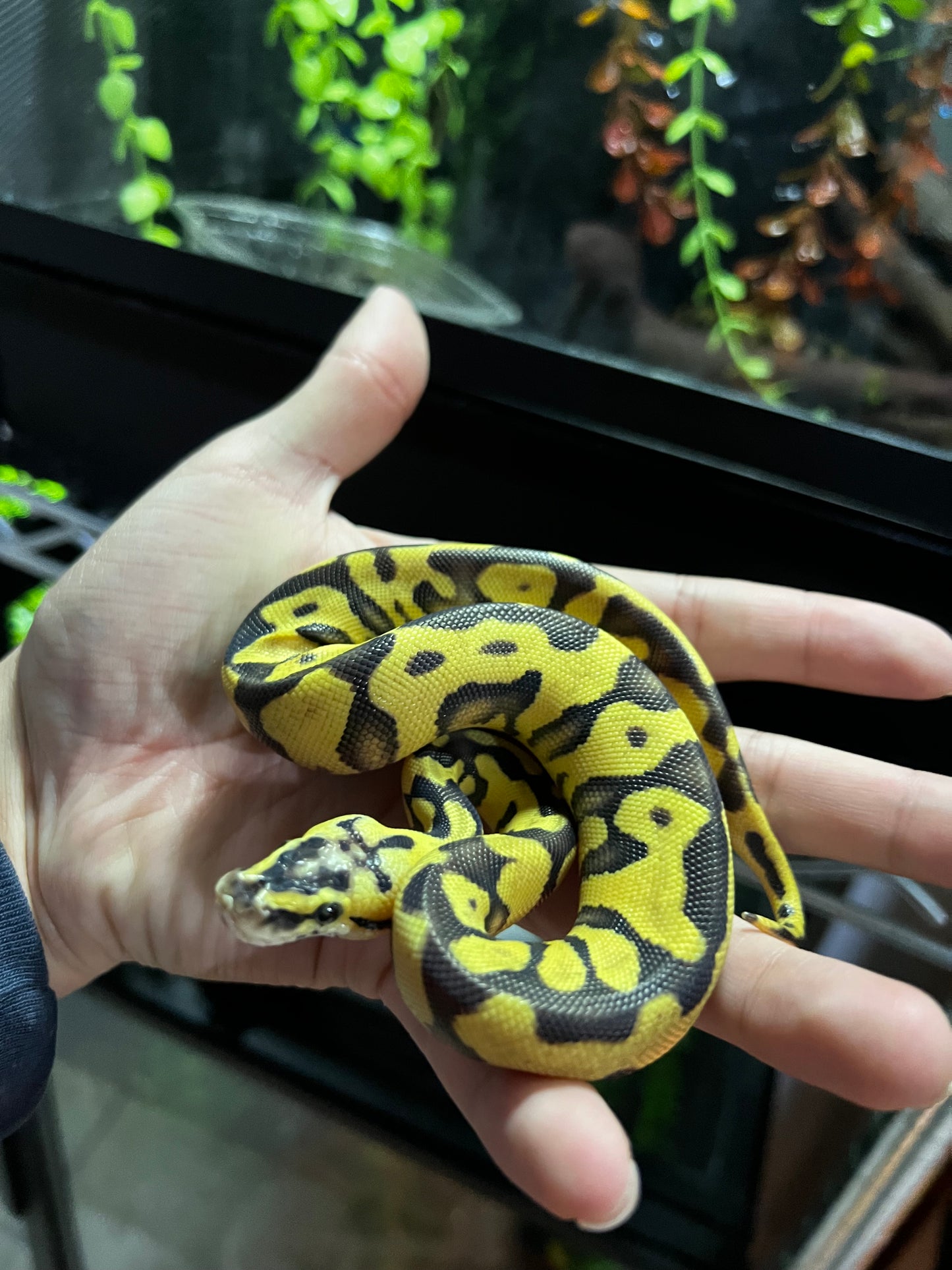ENCHI FIREFLY HEMBRA 37