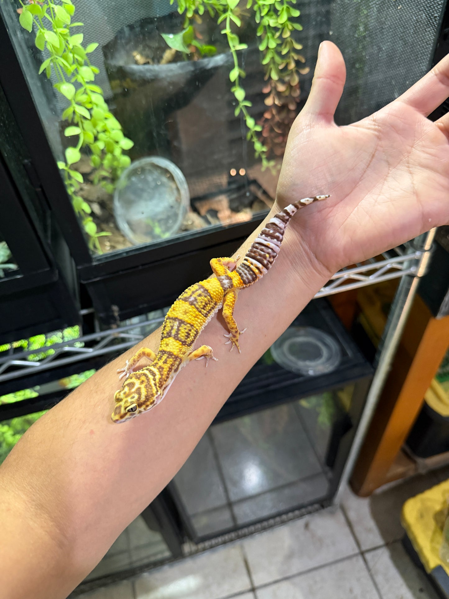 GECKO LEOPARDO TREMPER ALBINO HEMBRA 6237