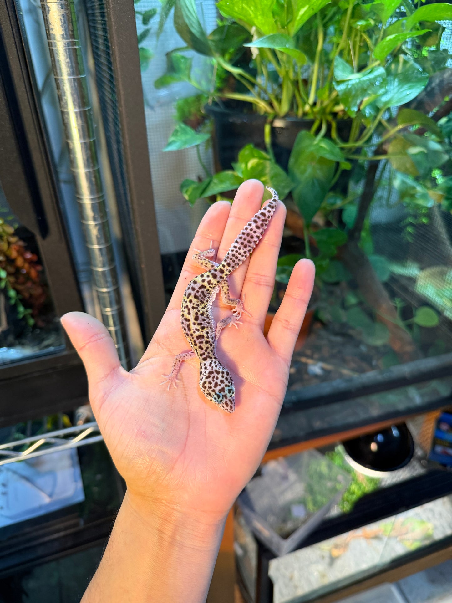 GECKO LEOPARDO MACK SNOW PH BELL/BLIZZARD 119