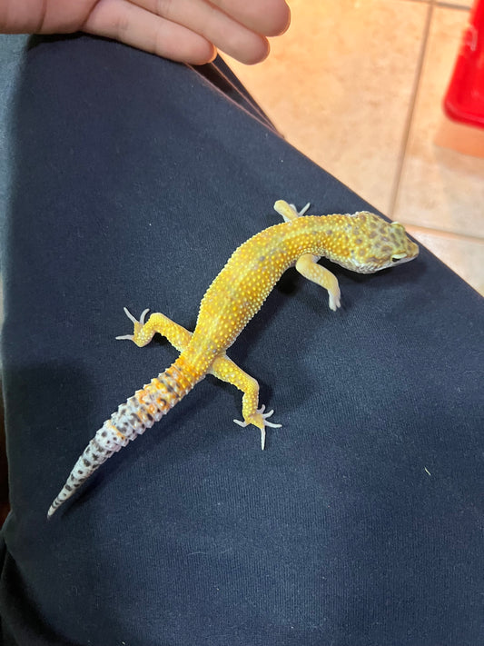 HYPO TANGERINE MACHO 26