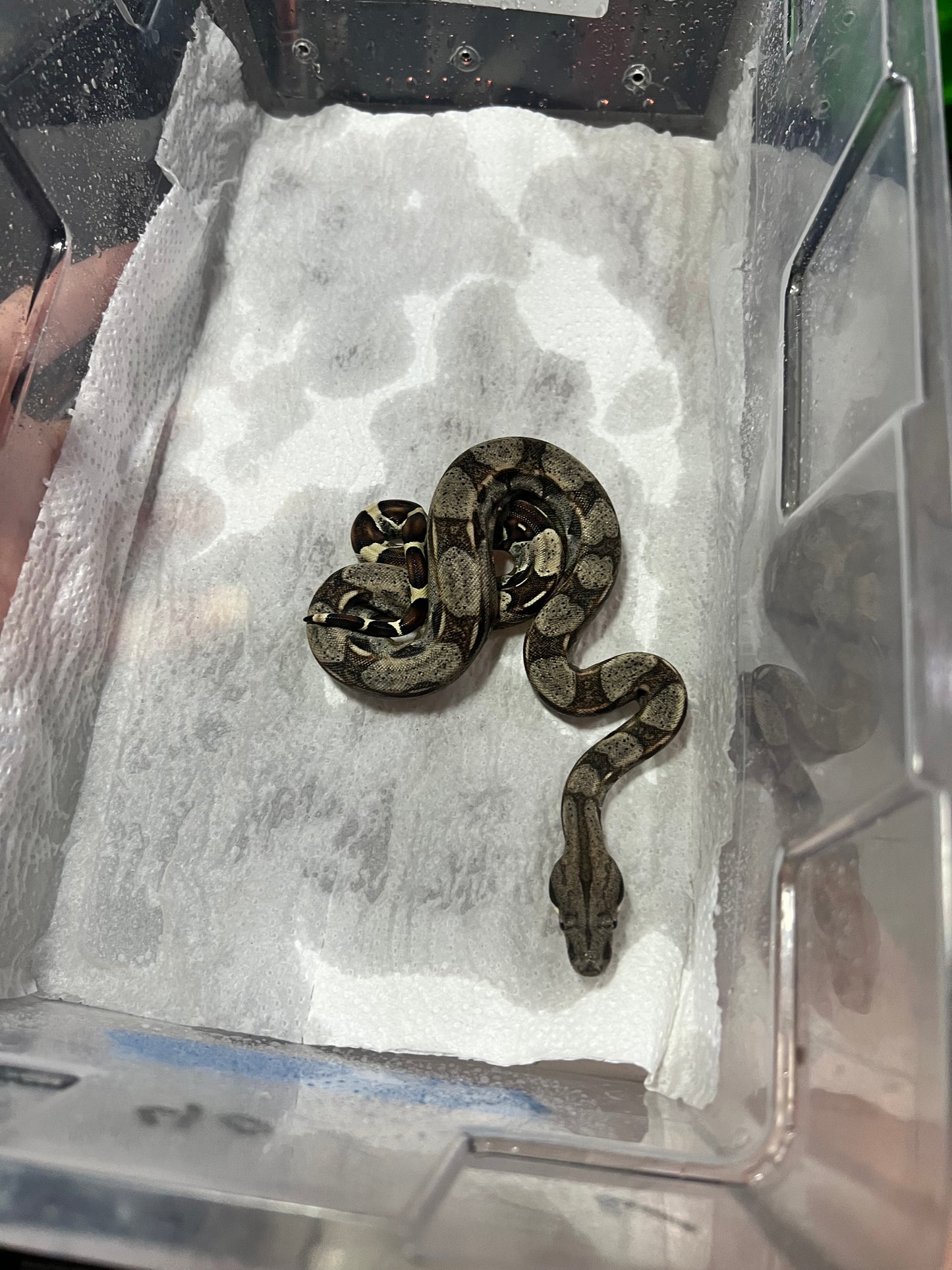 BOA COLOMBIANA 50% HET KHAL ANERY HEMBRA 19/49