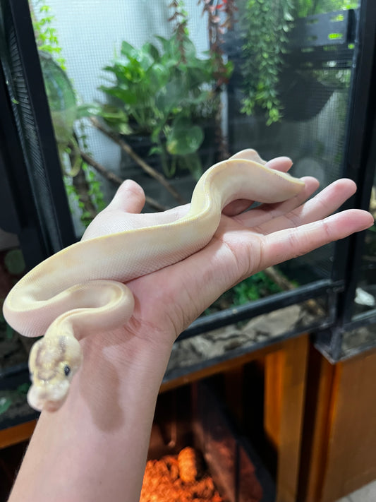 IVORY MACHO HET CLOW 80
