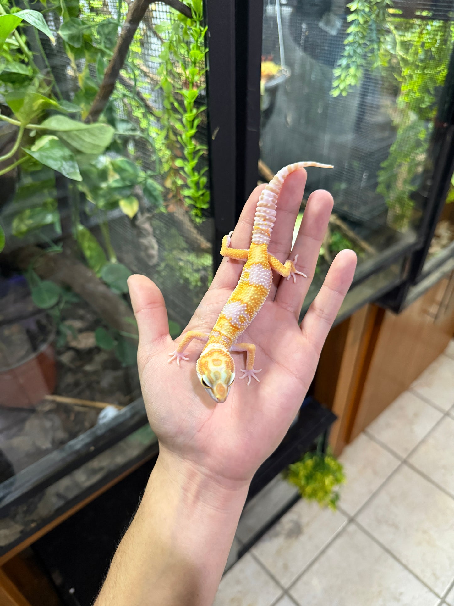 Gecko leopardo SUNGLOW ECLIPSE 43