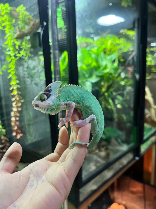 CAMALEÓN DE VELO HIGH TRANSLUCENT HEMBRA 3