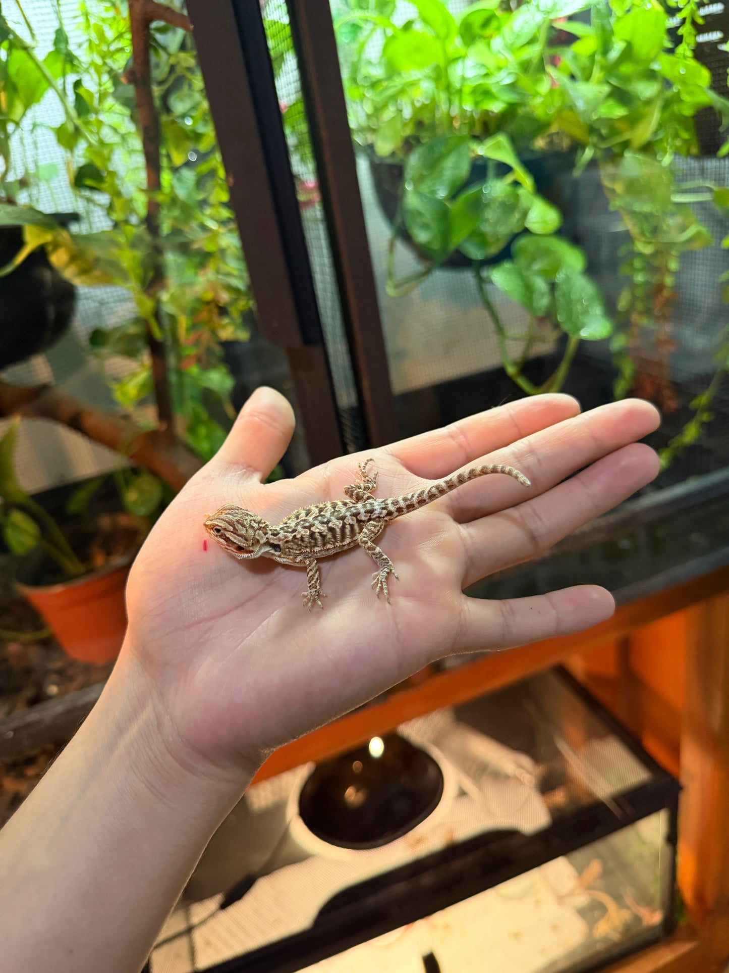 DRAGÓN BARBUDO LEATHERBACK 9 (PUNTA DE COLA MORDIDA, LE VOLVERÁ A CRECER)