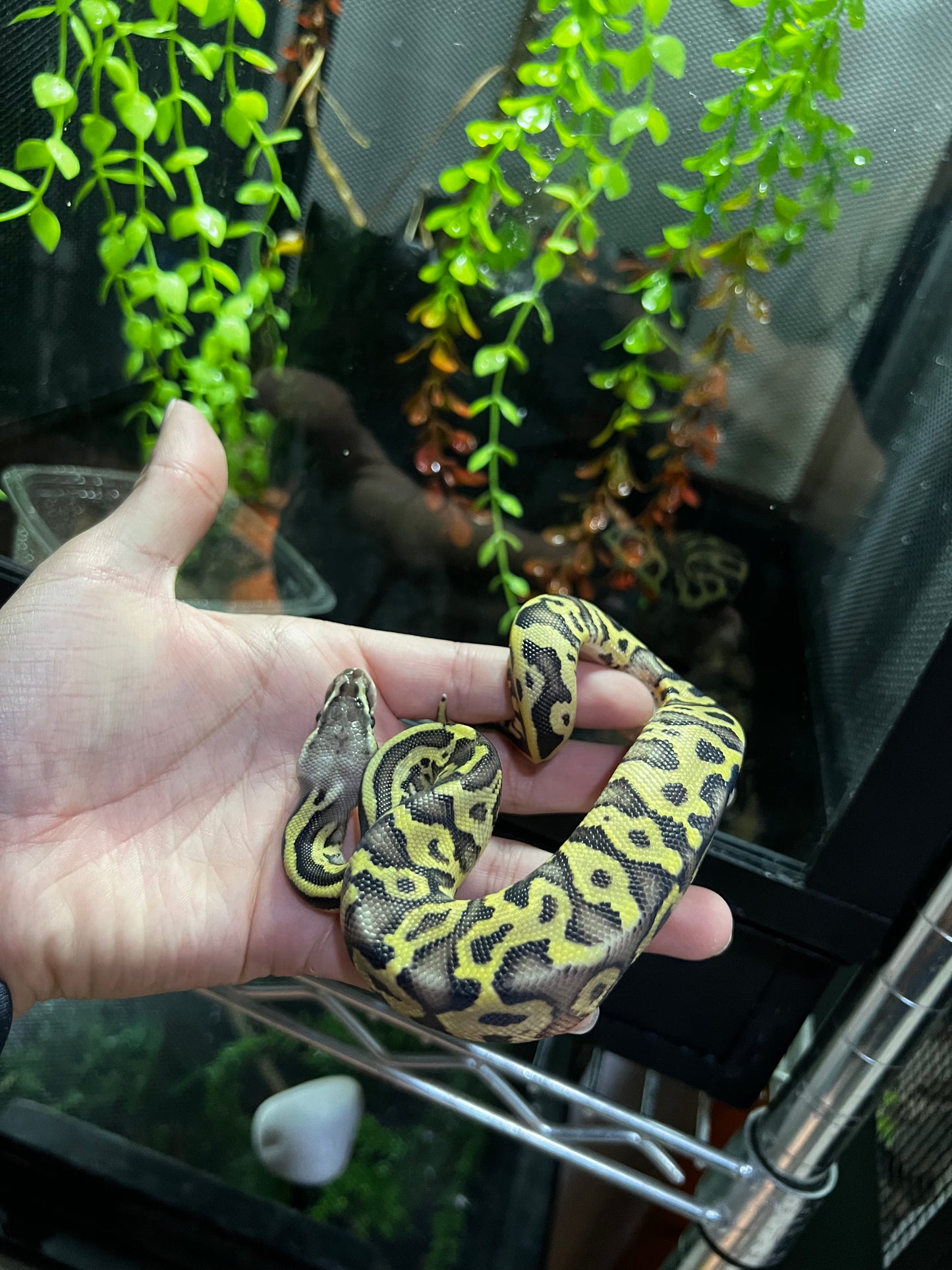 MOJAVE PASTEL HGW MACHO 38
