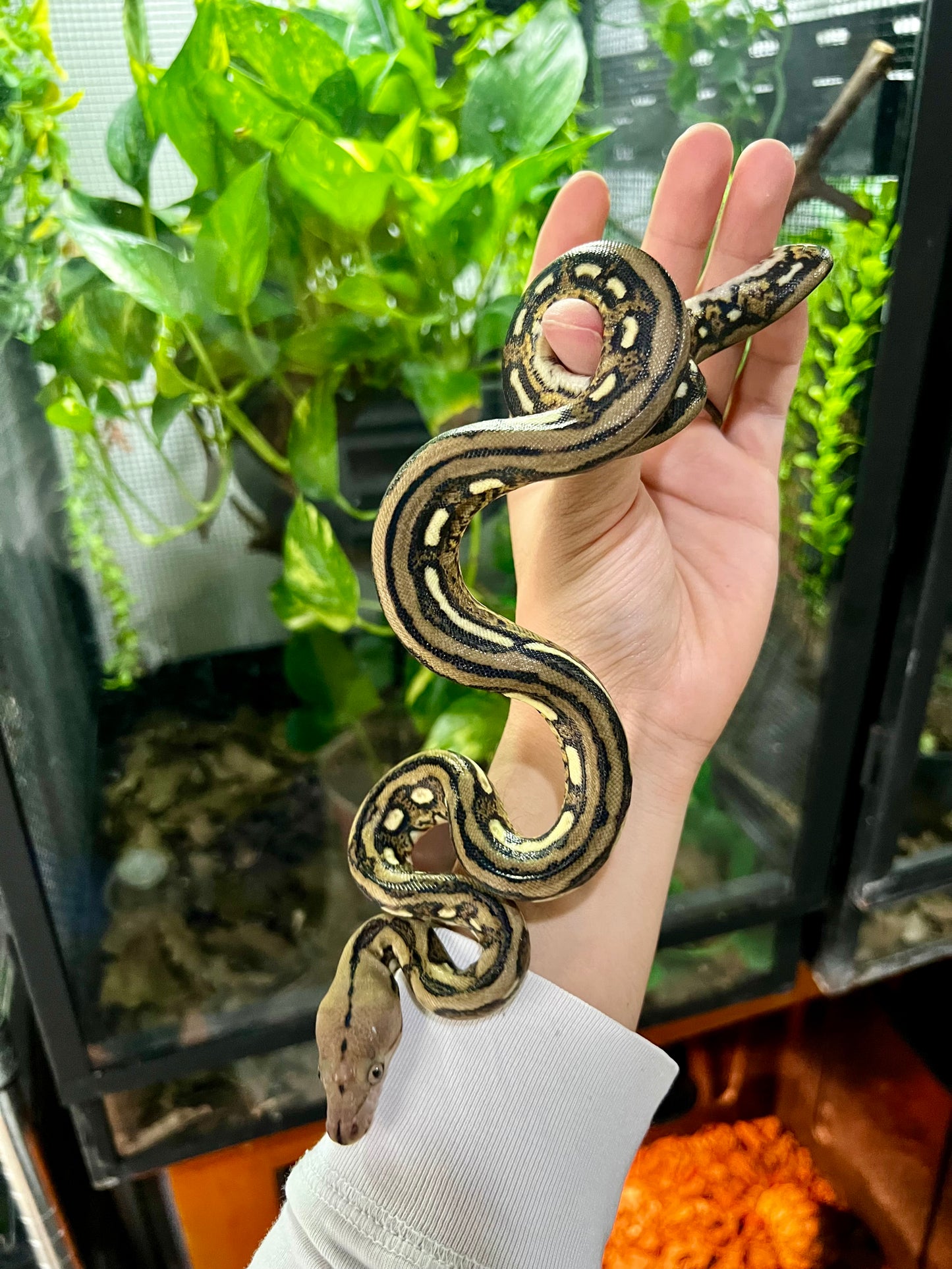 PITON RETICULADA TIGER 100% HET PIED HEMBRA 50cm aprox. 04-07