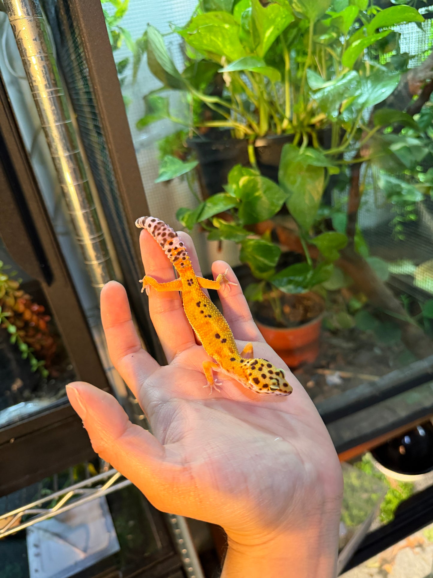 GECKO LEOPARDO CROSS BLOOD 094