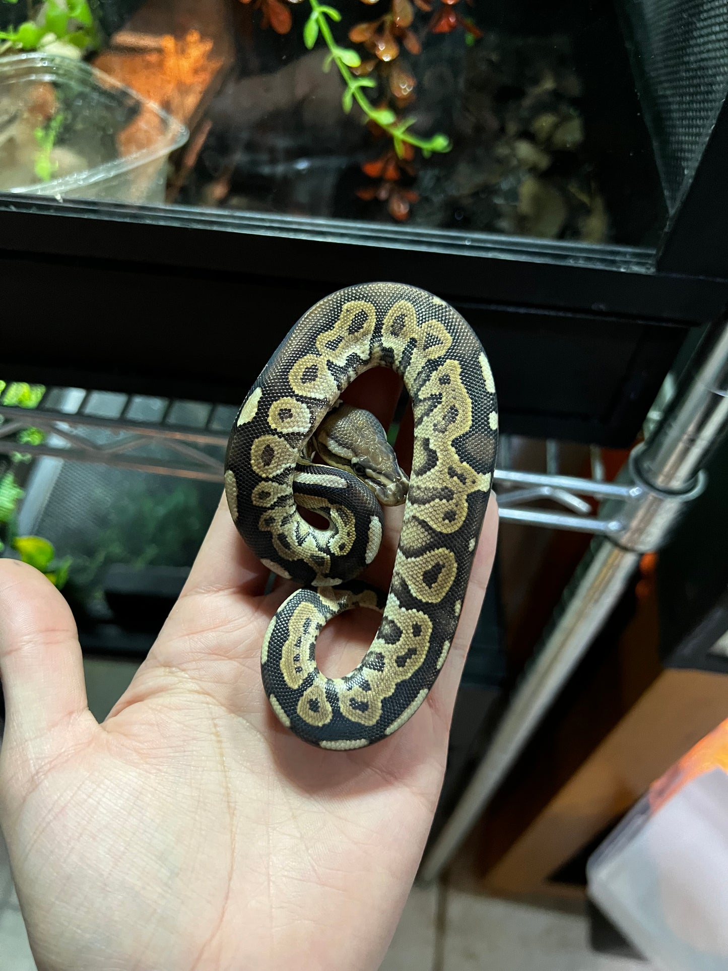 CINNAMON MACHO 47