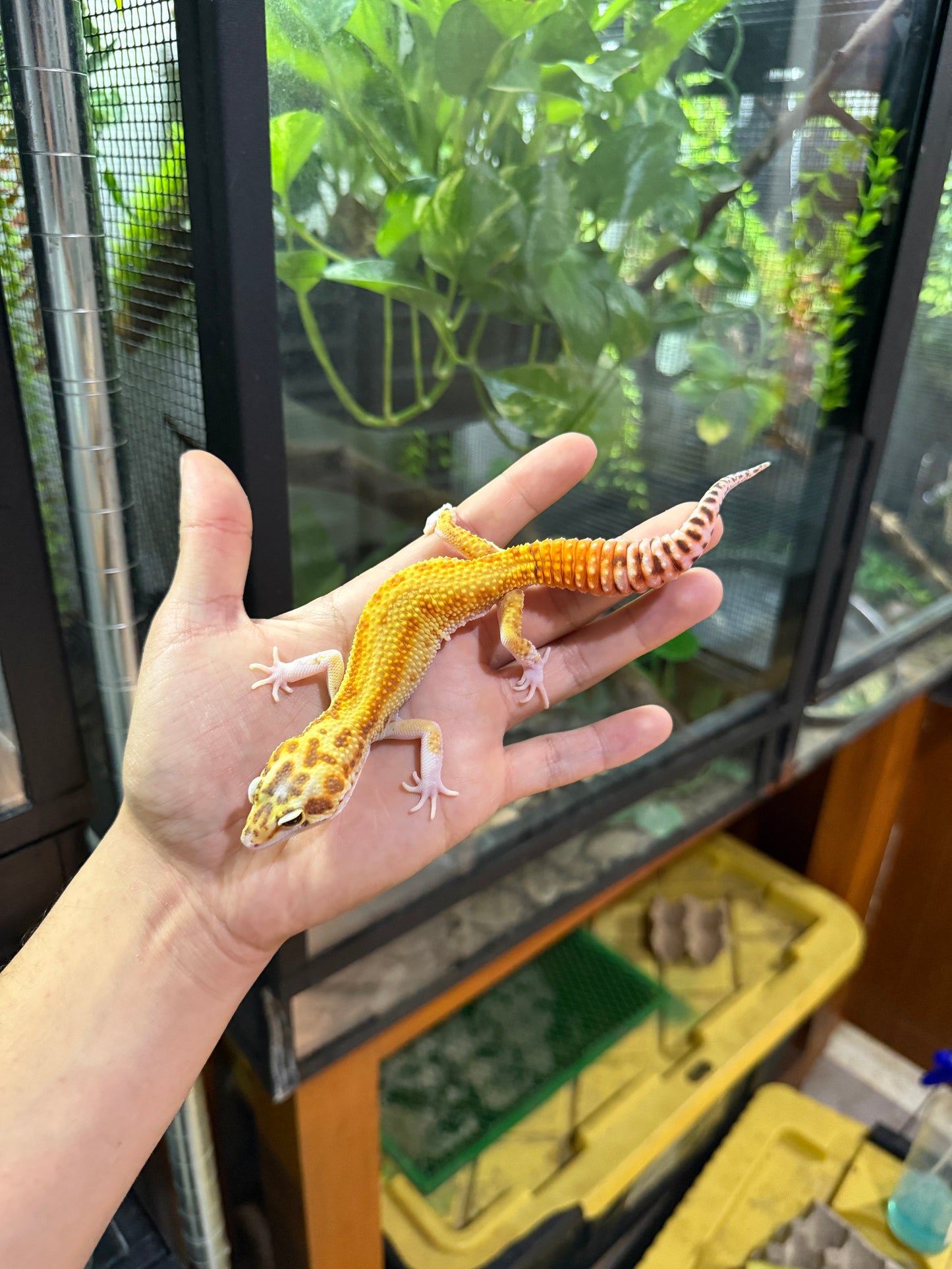 GECKO LEOPARDO Raptor (Ruby Eye) macho 2