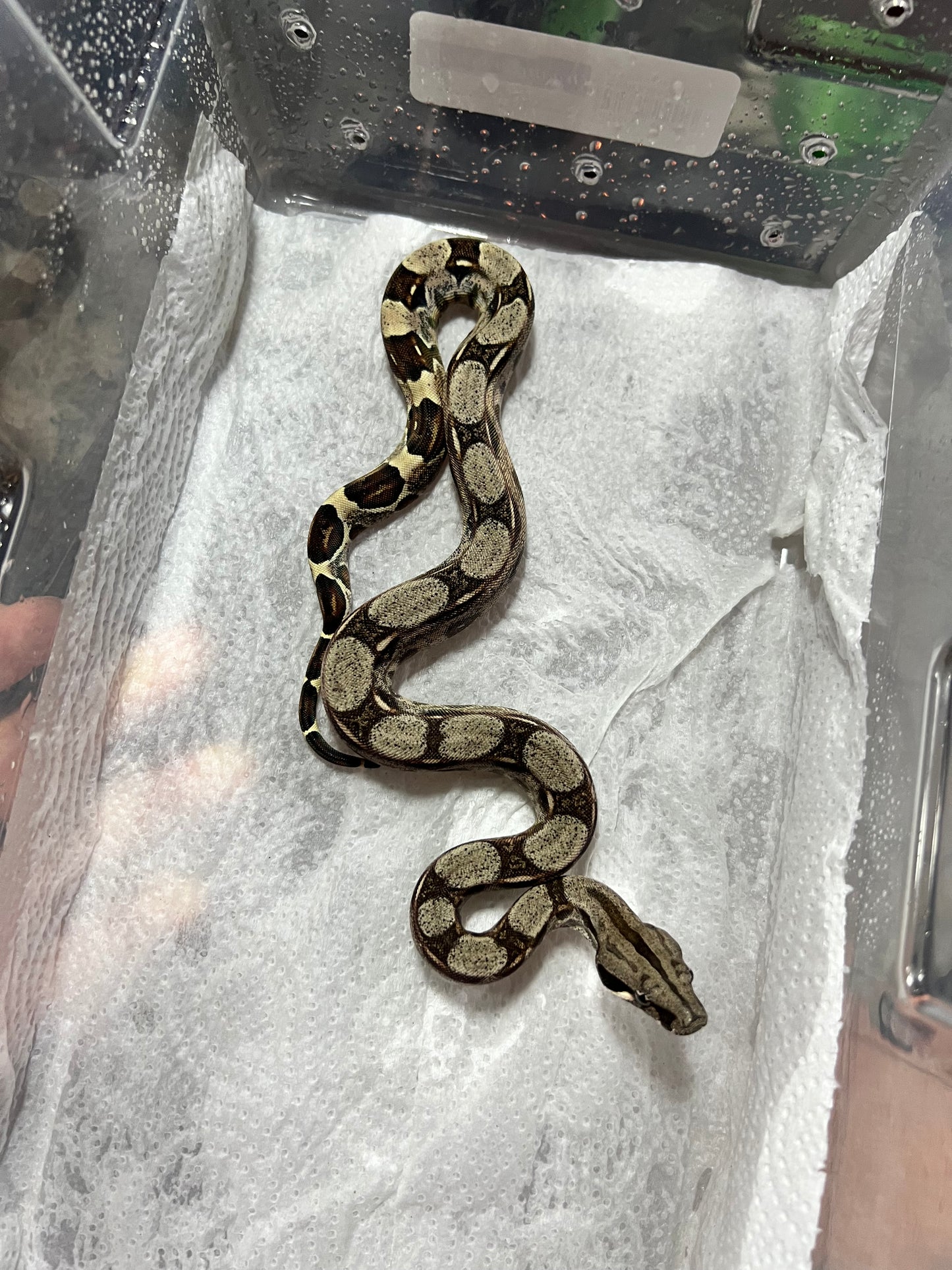 BOA COLOMBIANA 50% HET KHAL ANERY HEMBRA 14/49