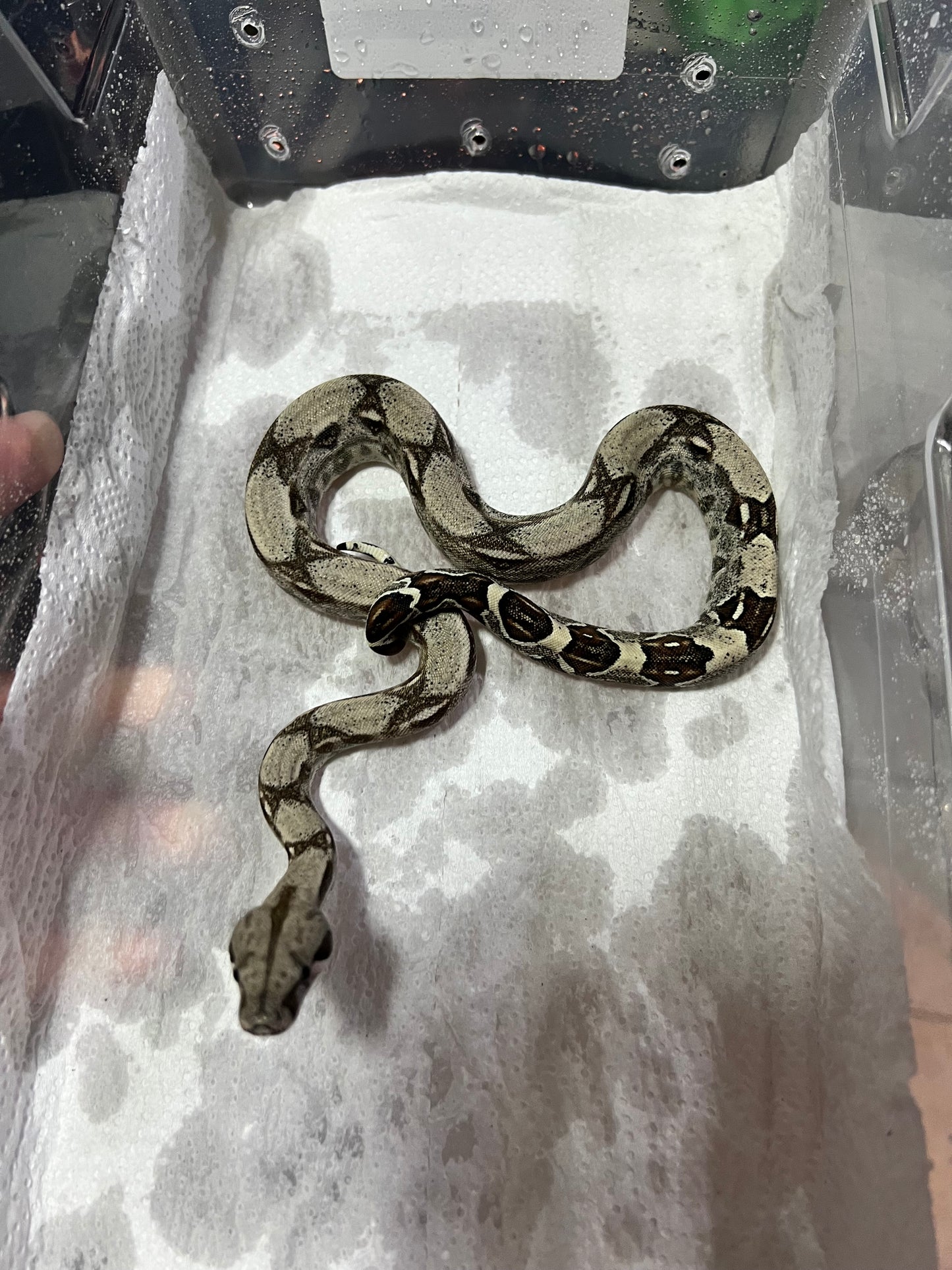 BOA COLOMBIANA 50% HET KHAL ANERY HEMBRA 15/49