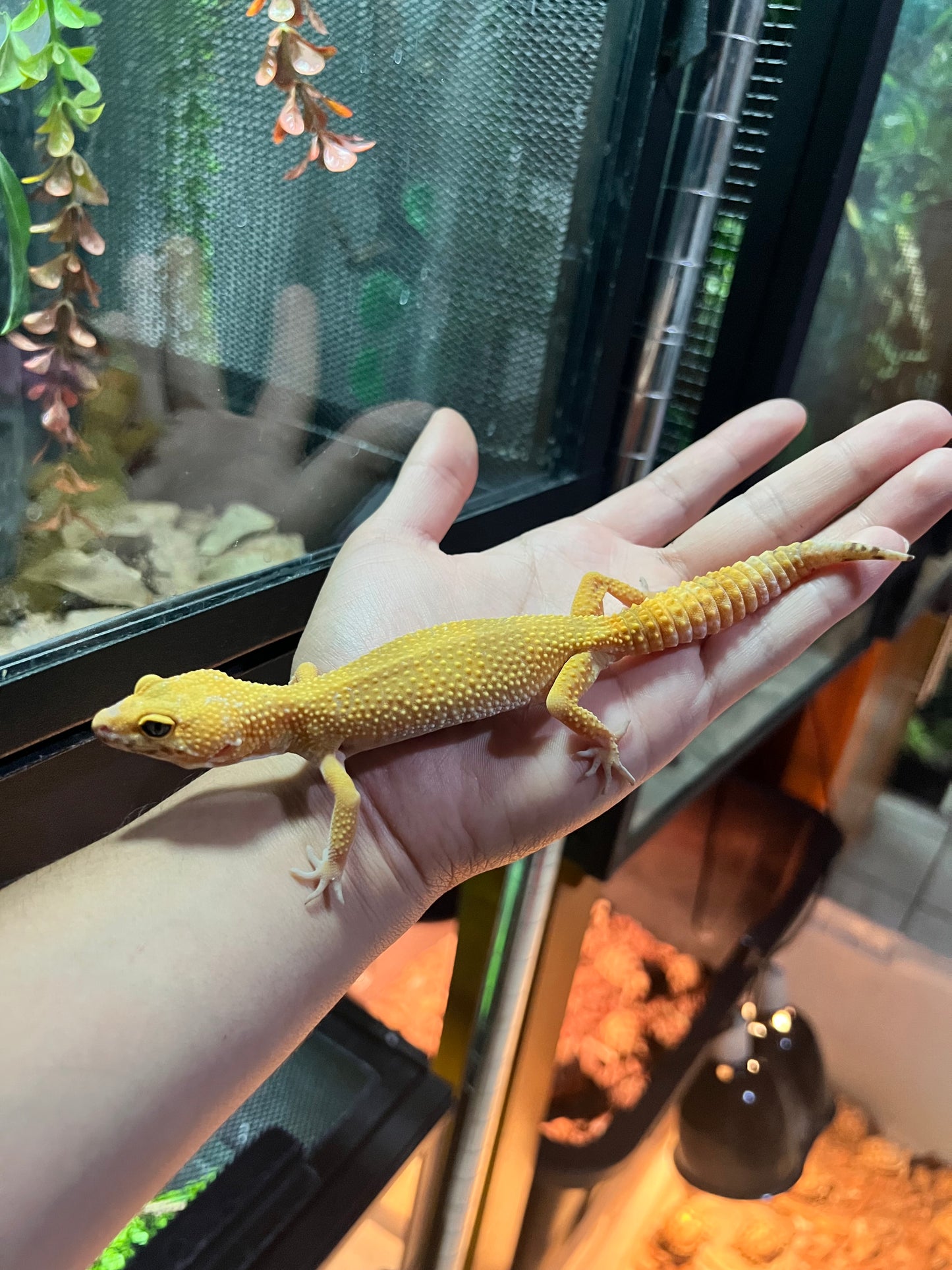 SÚPER HYPO TANGERINE HEMBRA 38