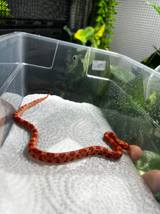 SERPIENTE MAICERA AMEL HEMBRA 20