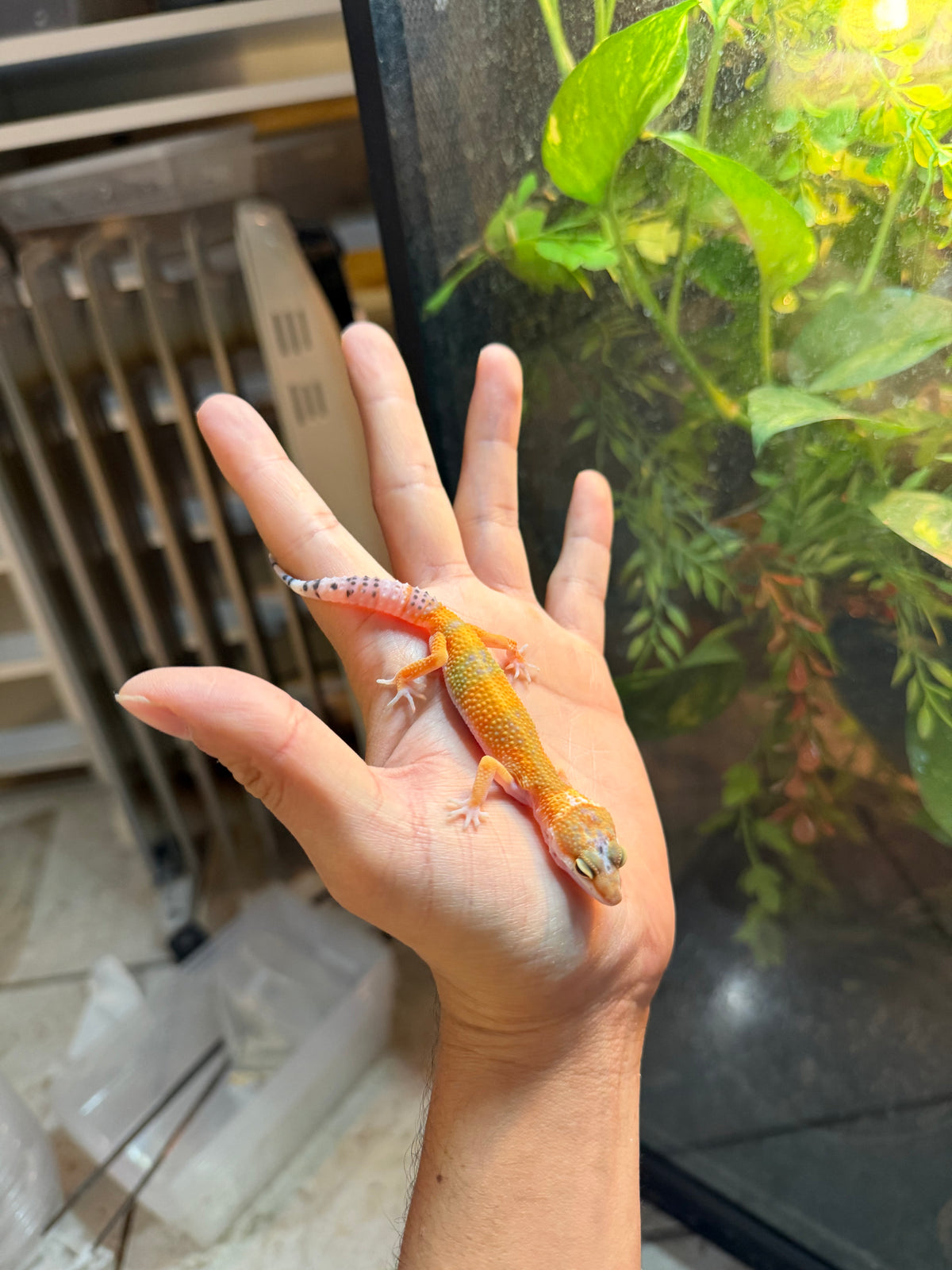 GECKO LEOPARDO TANGERINE INCUBADO PARA HEMBRA 165