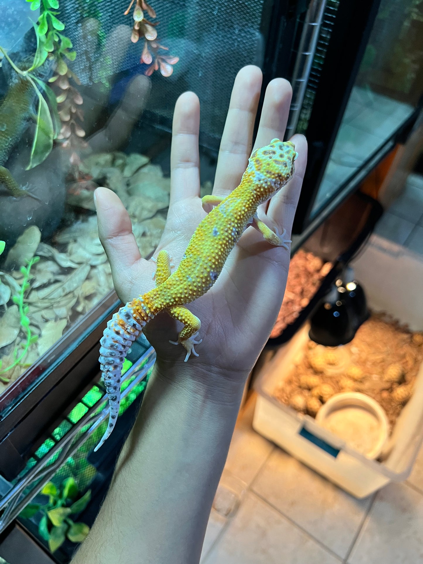 SÚPER HYPO TANGERINE MACHO 22